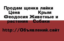 Продам щенка лайки. › Цена ­ 5 000 - Крым, Феодосия Животные и растения » Собаки   